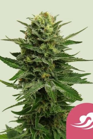 Blue Mystic Feminizowane, Nasiona Marihuany, Konopi, Cannabis