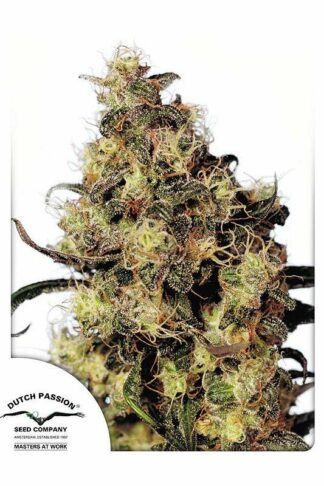Blue Velvet Feminizowane, Nasiona Marihuany, Konopi, Cannabis