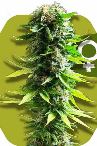 Blue Widow Feminizowane, Nasiona Marihuany, Konopi, Cannabis
