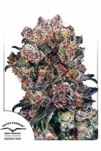 Blueberry Regularne, Nasiona Marihuany, Konopi, Cannabis
