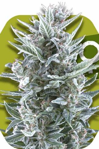 Blueberry Feminizowane, Nasiona Marihuany, Konopi, Cannabis