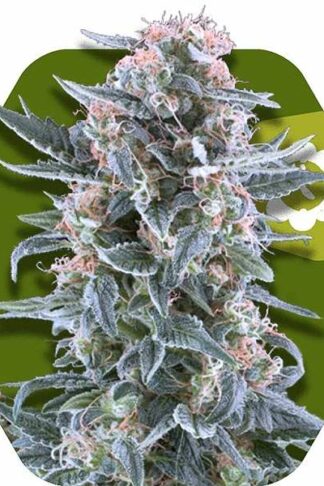 Blueberry Automatic Feminizowane, Nasiona Marihuany, Konopi, Cannabis