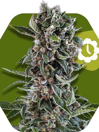 Blueberry Cheese Automatic Feminizowane, Nasiona Marihuany, Konopi, Cannabis