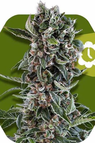 Blueberry Cheese Automatic Feminizowane, Nasiona Marihuany, Konopi, Cannabis