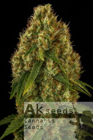 Bruce Banner Ak Automatic Feminizowane, Nasiona Marihuany, Konopi, Cannabis