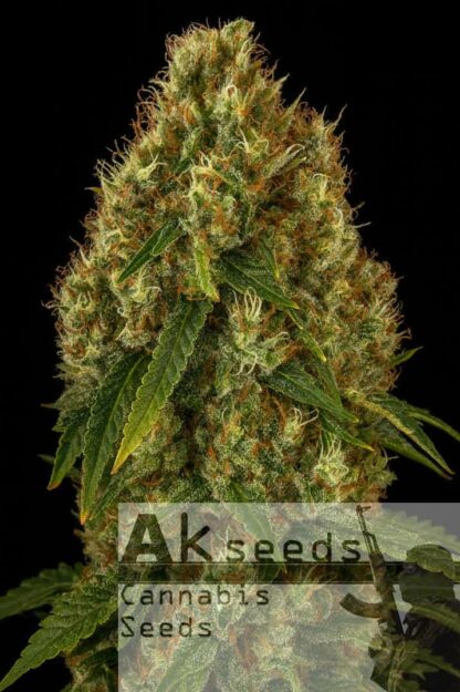 Bruce Banner Ak Automatic Feminizowane, Nasiona Marihuany, Konopi, Cannabis