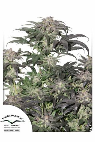 Bubba Island Kush Feminizowane, Nasiona Marihuany, Konopi, Cannabis