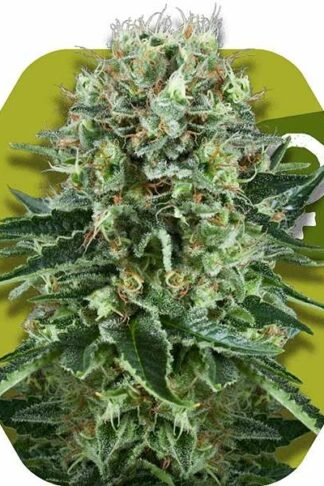 Bubba Kush Feminizowane, Nasiona Marihuany, Konopi, Cannabis