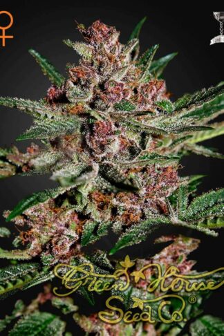 Bubba Kush Feminizowane, Nasiona Marihuany, Konopi, Cannabis