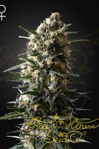 Bubba Slush Feminizowane, Nasiona Marihuany, Konopi, Cannabis