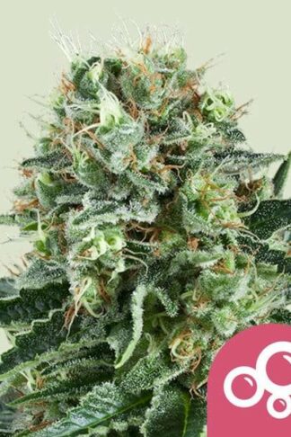 Bubble Kush Feminizowane, Nasiona Marihuany, Konopi, Cannabis