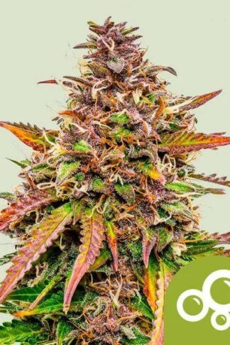 Bubble Kush Automatic Feminizowane, Nasiona Marihuany, Konopi, Cannabis
