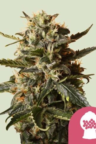 Bubblegum XL Feminizowane, Nasiona Marihuany, Konopi, Cannabis