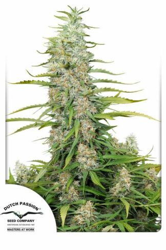 C-Vibez Feminizowane, Nasiona Marihuany, Konopi, Cannabis