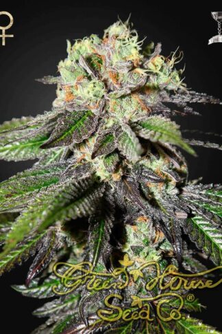 Caboose Feminizowane, Nasiona Marihuany, Konopi, Cannabis