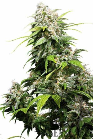 California Indica Feminizowane, Nasiona Marihuany, Konopi, Cannabis
