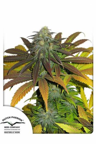 Californian Orange Feminizowane, Nasiona Marihuany, Konopi, Cannabis