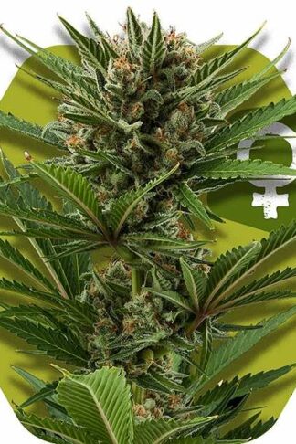 Candy Caramelo Feminizowane, Nasiona Marihuany, Konopi, Cannabis