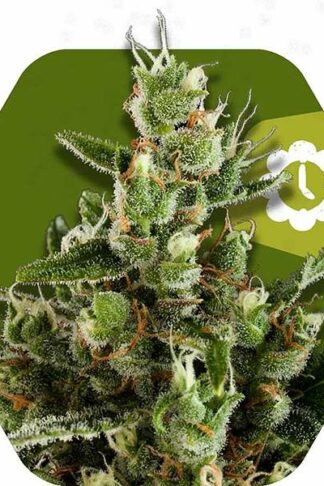Candy Caramelo Automatic Feminizowane, Nasiona Marihuany, Konopi, Cannabis