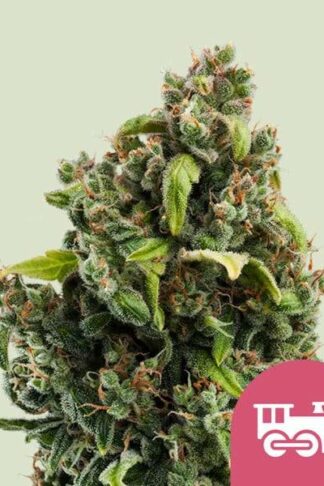 Candy Kush Express Feminizowane, Nasiona Marihuany, Konopi, Cannabis