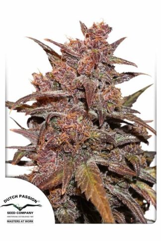 CBD Auto Blackberry Kush Feminizowane, Nasiona Marihuany, Konopi, Cannabis