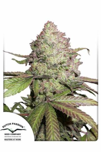 CBD Auto Charlotte’s Angel Feminizowane, Nasiona Marihuany, Konopi, Cannabis