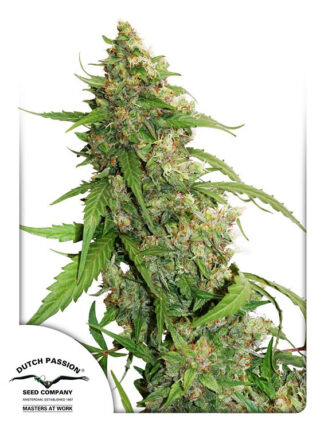 CBD Auto Compassion Lime Feminizowane, Nasiona Marihuany, Konopi, Cannabis