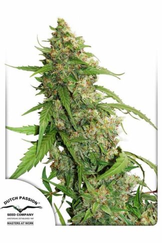 CBD Auto Compassion Lime Feminizowane, Nasiona Marihuany, Konopi, Cannabis
