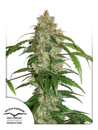 CBD Auto White Widow Feminizowane, Nasiona Marihuany, Konopi, Cannabis