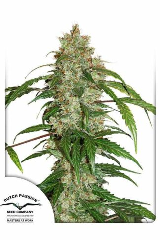 CBD Auto White Widow Feminizowane, Nasiona Marihuany, Konopi, Cannabis
