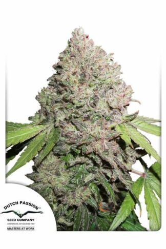 CBD Charlotte’s Angel Feminizowane, Nasiona Marihuany, Konopi, Cannabis