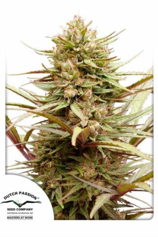 CBD Compassion Feminizowane, Nasiona Marihuany, Konopi, Cannabis