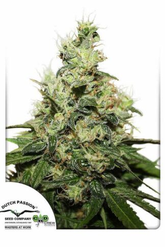 CBD Kush Feminizowane, Nasiona Marihuany, Konopi, Cannabis