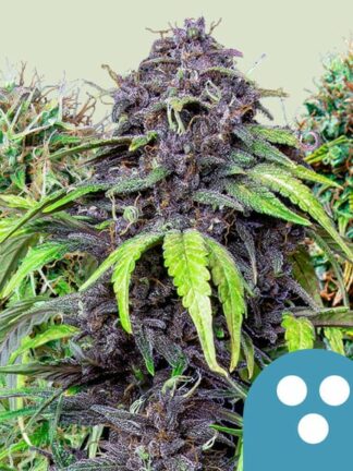 CBD Mix Feminizowane - Royal Queen Seeds, Nasiona Marihuany, Konopi, Cannabis