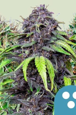 CBD Mix Feminizowane - Royal Queen Seeds, Nasiona Marihuany, Konopi, Cannabis