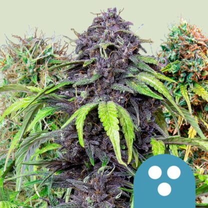 CBD Mix Feminizowane - Royal Queen Seeds, Nasiona Marihuany, Konopi, Cannabis