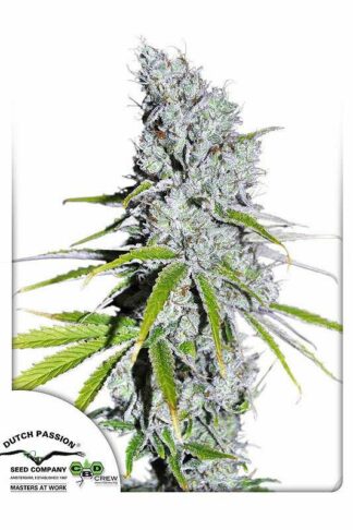 CBD Skunk Haze Feminizowane, Nasiona Marihuany, Konopi, Cannabis