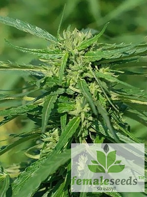 CBD Terra Italia Feminizowane, Nasiona Marihuany, Konopi, Cannabis