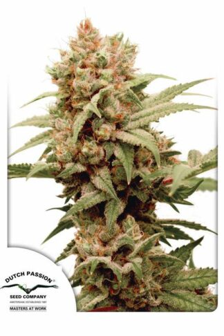 CBG-Force Feminizowane, Nasiona Marihuany, Konopi, Cannabis