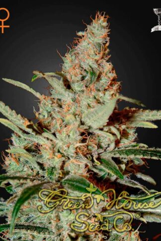 Chemdog Feminizowane, Nasiona Marihuany, Konopi, Cannabis
