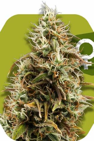 Choco Candy Feminizowane, Nasiona Marihuany, Konopi, Cannabis