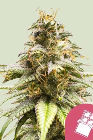 Chocolate Haze Feminizowane, Nasiona Marihuany, Konopi, Cannabis