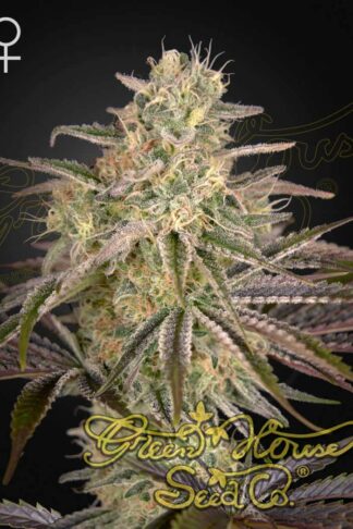 Cloud Walker Feminizowane, Nasiona Marihuany, Konopi, Cannabis