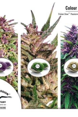 Colour Mix1 - Dutch Passion, Nasiona Marihuany, Konopi, Cannabis