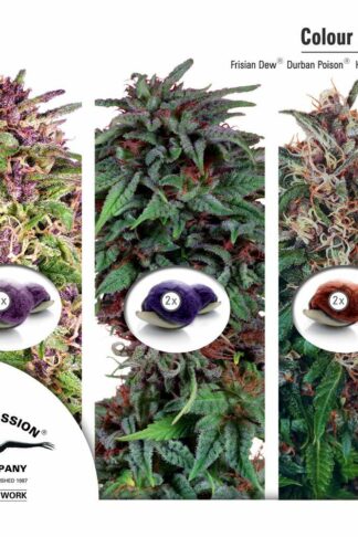 Colour Mix2 - Dutch Passion, Nasiona Marihuany, Konopi, Cannabis