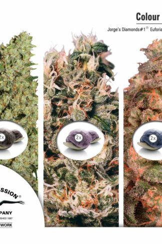 Colour Mix5 - Dutch Passion, Nasiona Marihuany, Konopi, Cannabis