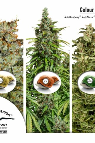 Colour Mix6 - Dutch Passion, Nasiona Marihuany, Konopi, Cannabis