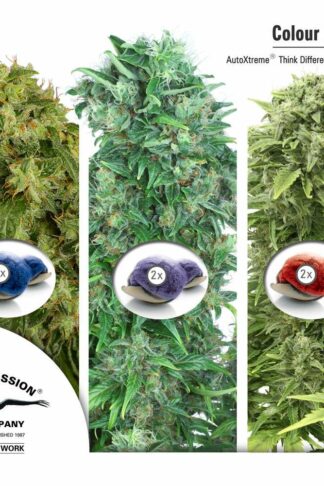 Colour Mix7 - Dutch Passion, Nasiona Marihuany, Konopi, Cannabis