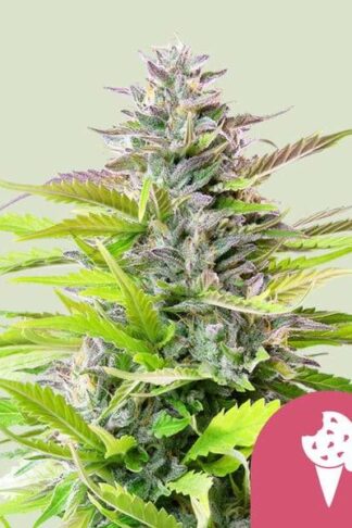 Cookies Gelato Feminizowane, Nasiona Marihuany, Konopi, Cannabis