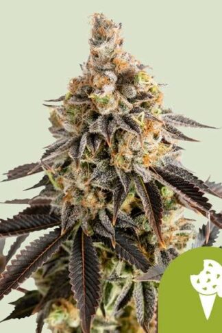 Cookies Gelato Automatic Feminizowane, Nasiona Marihuany, Konopi, Cannabis